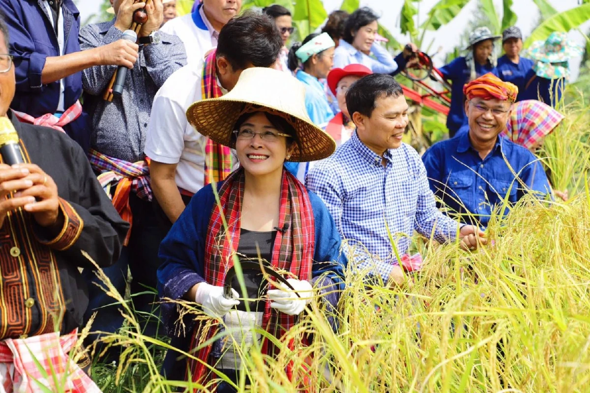 "สุดารัตน์"จับเคียวลุยเกี่ยวข้าวอัดรัฐบาลไม่เหลียวแลชาวนา