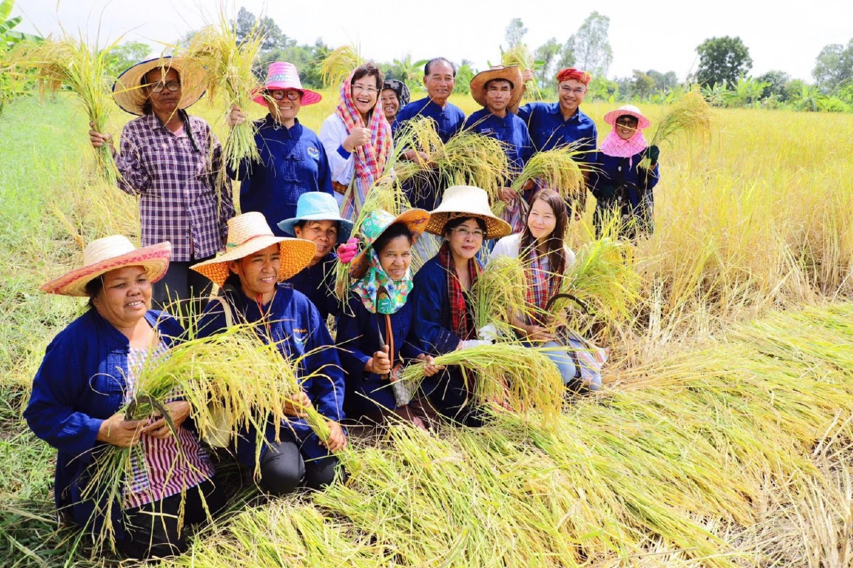 "สุดารัตน์"จับเคียวลุยเกี่ยวข้าวอัดรัฐบาลไม่เหลียวแลชาวนา