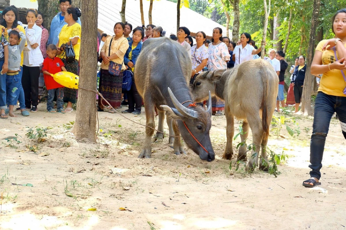 เจ้าแม่แอนนี่ ผู้บริหารค่ายเพลงนายพลฯ นำทีมผู้ใจบุญไถ่ชีวิตกระบือ