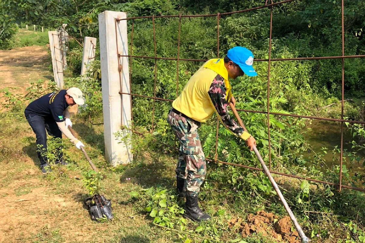 หัวหินปลูกต้นมะขามเปรี้ยวเสริมแนวกั้นแก้ปัญหาช้างป่ารุกพื้นที่ชุมชน