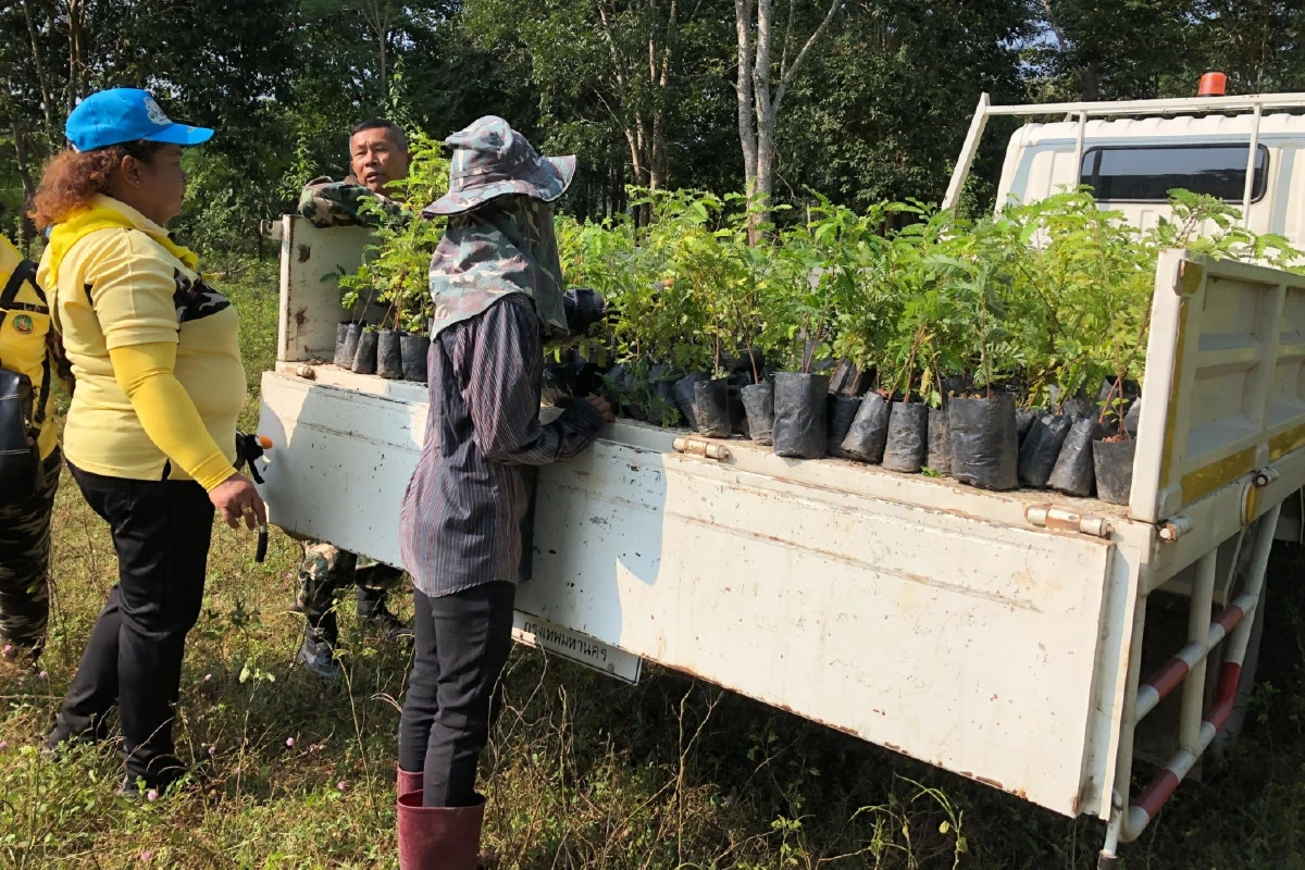 หัวหินปลูกต้นมะขามเปรี้ยวเสริมแนวกั้นแก้ปัญหาช้างป่ารุกพื้นที่ชุมชน