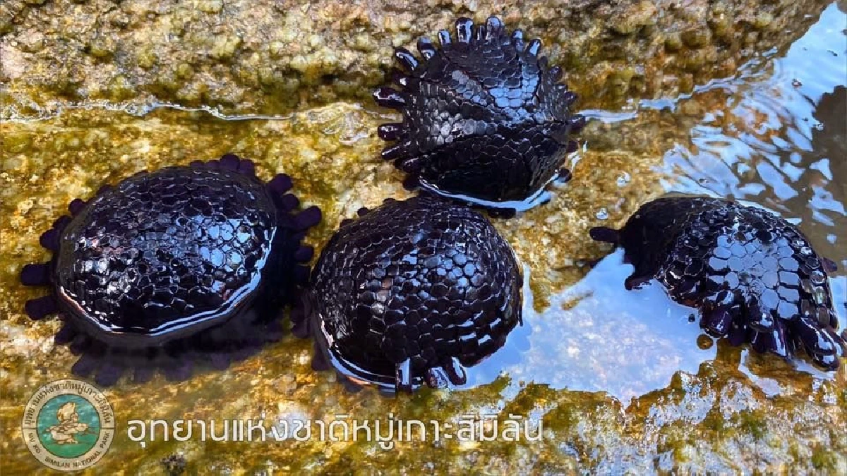 ครั้งแรกของสิมิลัน! พบ "หอยเม่นหมวกกันน็อค" สัตว์ทะเลหายาก