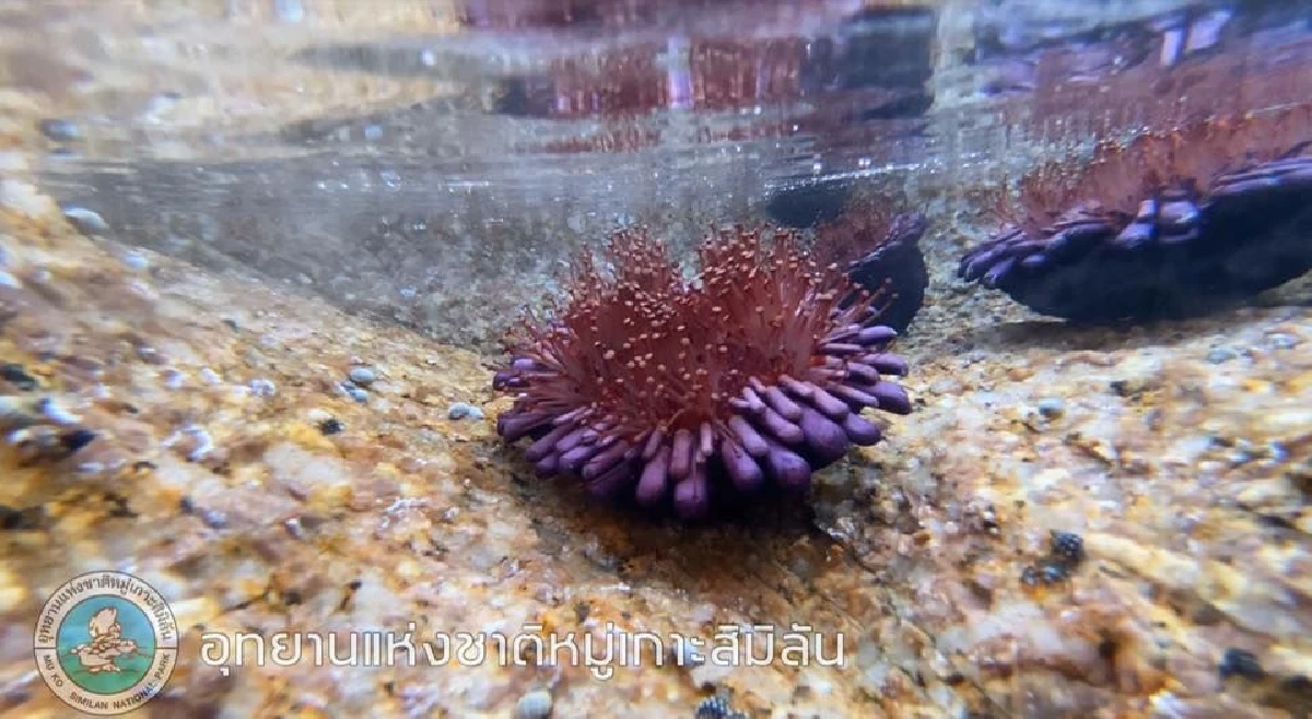 ครั้งแรกของสิมิลัน! พบ "หอยเม่นหมวกกันน็อค" สัตว์ทะเลหายาก