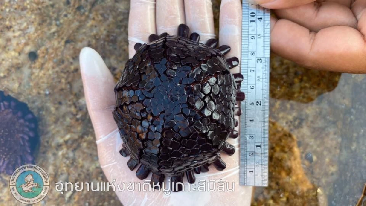ครั้งแรกของสิมิลัน! พบ "หอยเม่นหมวกกันน็อค" สัตว์ทะเลหายาก