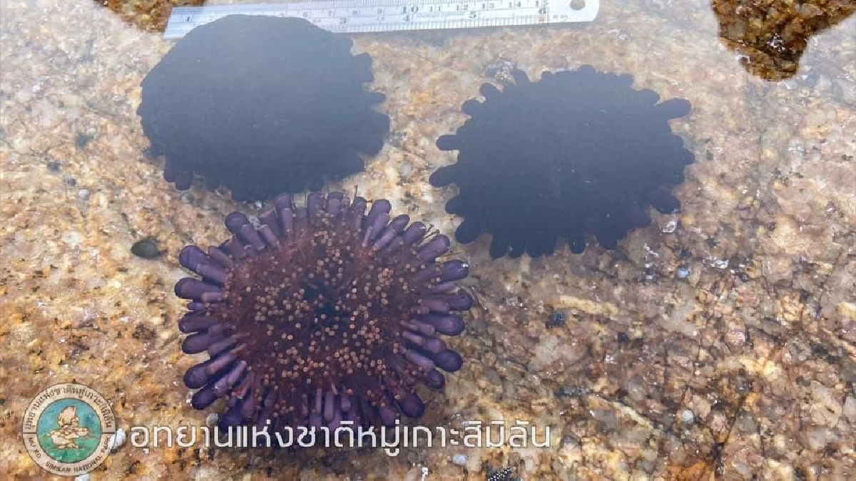 ครั้งแรกของสิมิลัน! พบ "หอยเม่นหมวกกันน็อค" สัตว์ทะเลหายาก