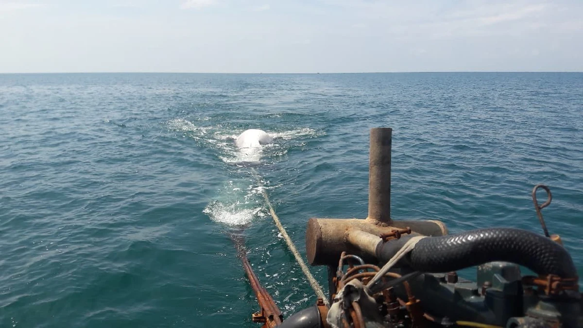 พบฉลามวาฬยักษ์หนักกว่า 2 ตันลอยตายที่เกาะลิบง