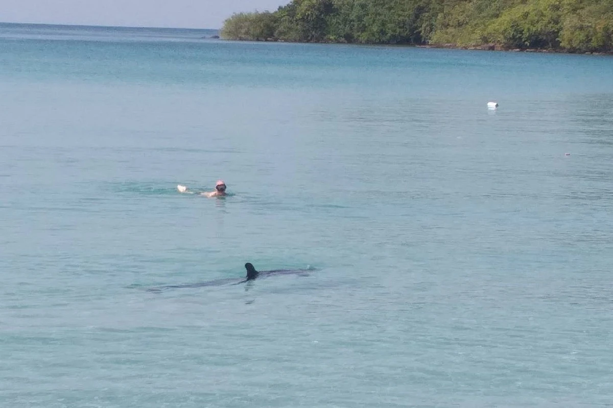 โลมาใหญ่ดำว่ายโผล่เกาะกูด เตือนนักท่องเที่ยวห้ามทำร้าย