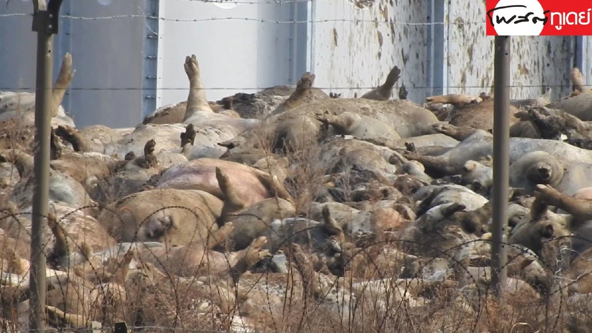 รวมช็อตเด็ดเหตุการณ์โลก จากตลาดเนื้อหมาถึงแม่น้ำสีเลือด