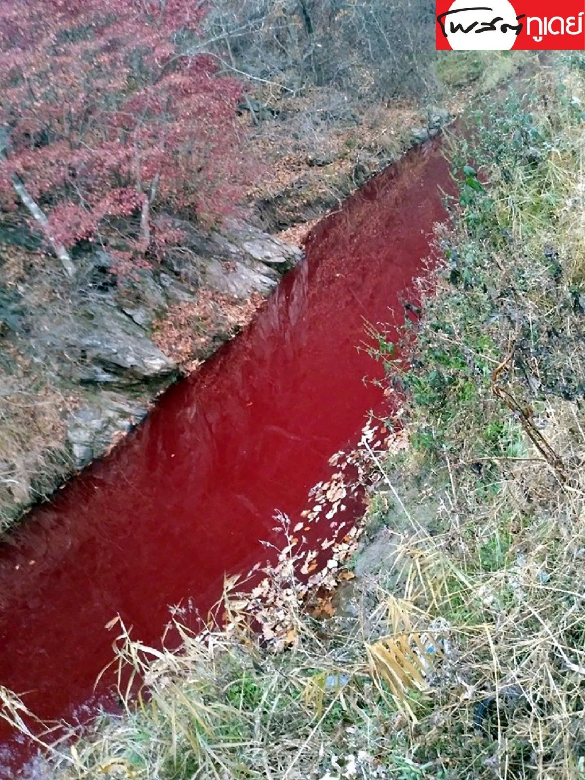 รวมช็อตเด็ดเหตุการณ์โลก จากตลาดเนื้อหมาถึงแม่น้ำสีเลือด