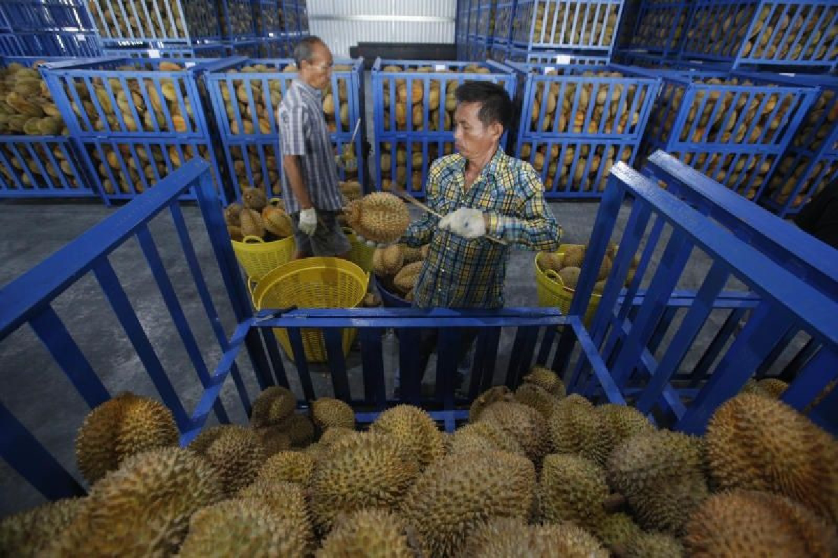 ธุรกิจส่งออกทุเรียนไทยโตสวนกระแสสงครามการค้า ธุรกิจส่งออกทุเรียนไทยโตสวนกระแสสงครามการค้า