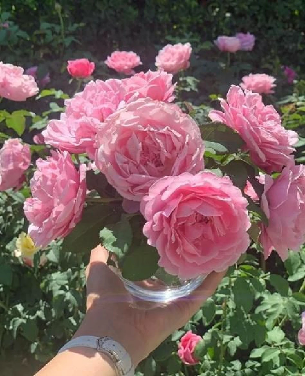 ส่องสวนสุดอลังในบ้าน อั้ม พัชราภา จัดเต็มด้วยดอกไม้สวยๆเพราะชื่นชอบมาก