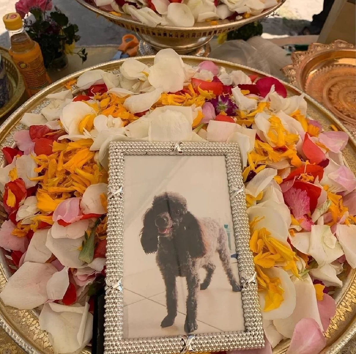 อั้ม พัชราภา ตอกกลับ! หลังโดนต่อว่าเว่อร์เกิน หลังลอยอังคารส่งสุนัขสุดรักขึ้นสวรรค์