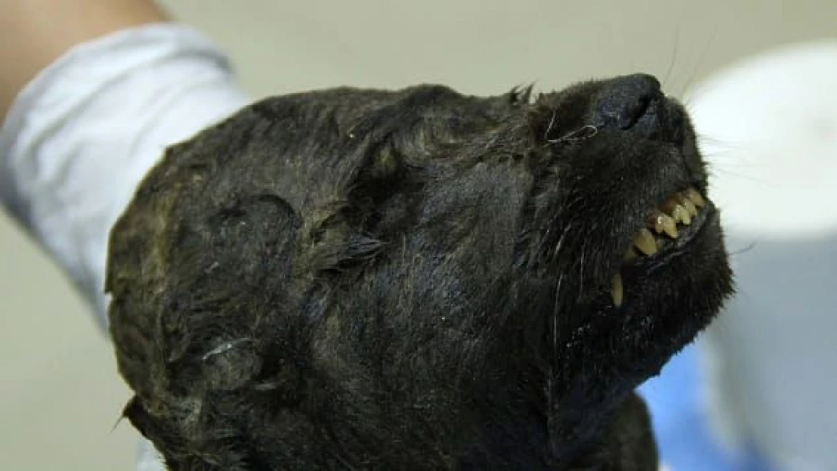 รัสเซียพบฟอสซิลแช่แข็งอายุ 18,000 ปี แต่ยังสรุปไม่ได้ว่าเป็นหัวของตัวอะไร