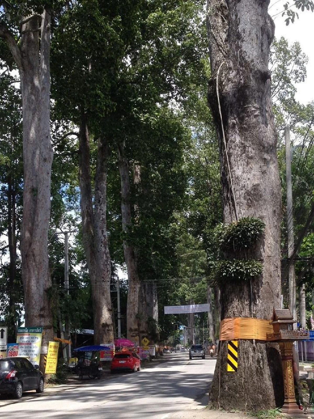 หนึ่งเดียวในไทย ถนนต้นยางนาอายุกว่า 150 ปี นับพันต้น รุกขมรดกของแผ่นดิน