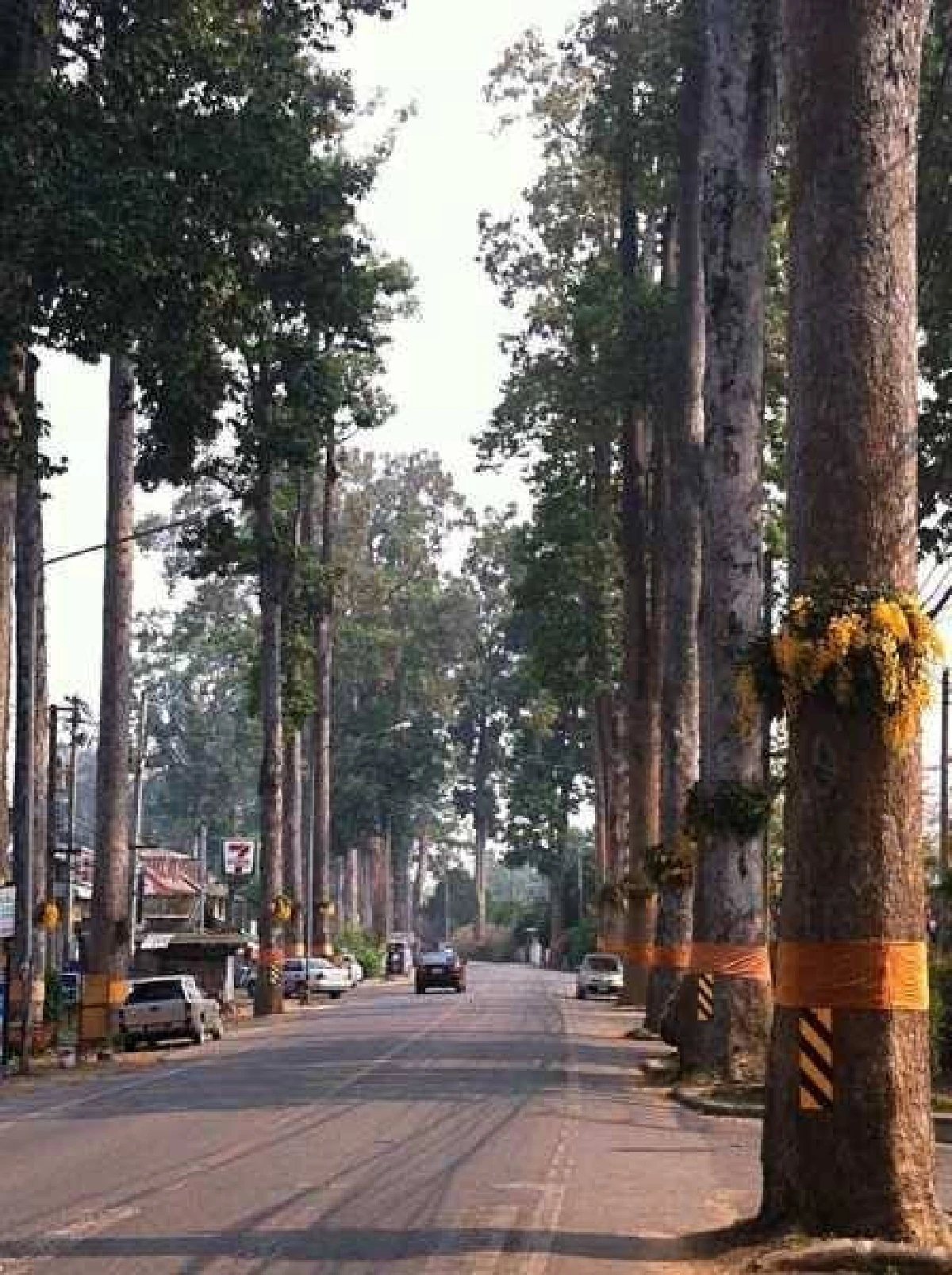หนึ่งเดียวในไทย ถนนต้นยางนาอายุกว่า 150 ปี นับพันต้น รุกขมรดกของแผ่นดิน