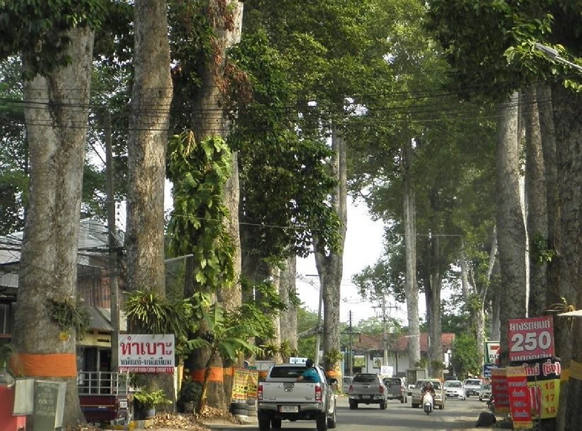 หนึ่งเดียวในไทย ถนนต้นยางนาอายุกว่า 150 ปี นับพันต้น รุกขมรดกของแผ่นดิน