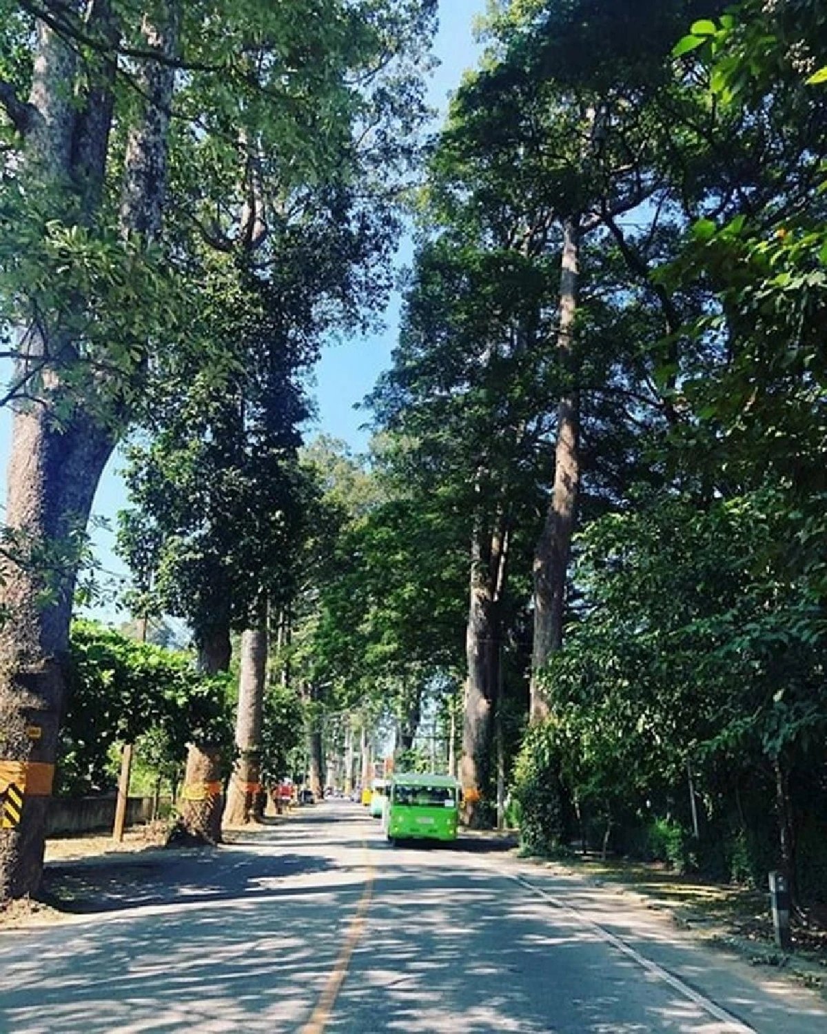 หนึ่งเดียวในไทย ถนนต้นยางนาอายุกว่า 150 ปี นับพันต้น รุกขมรดกของแผ่นดิน