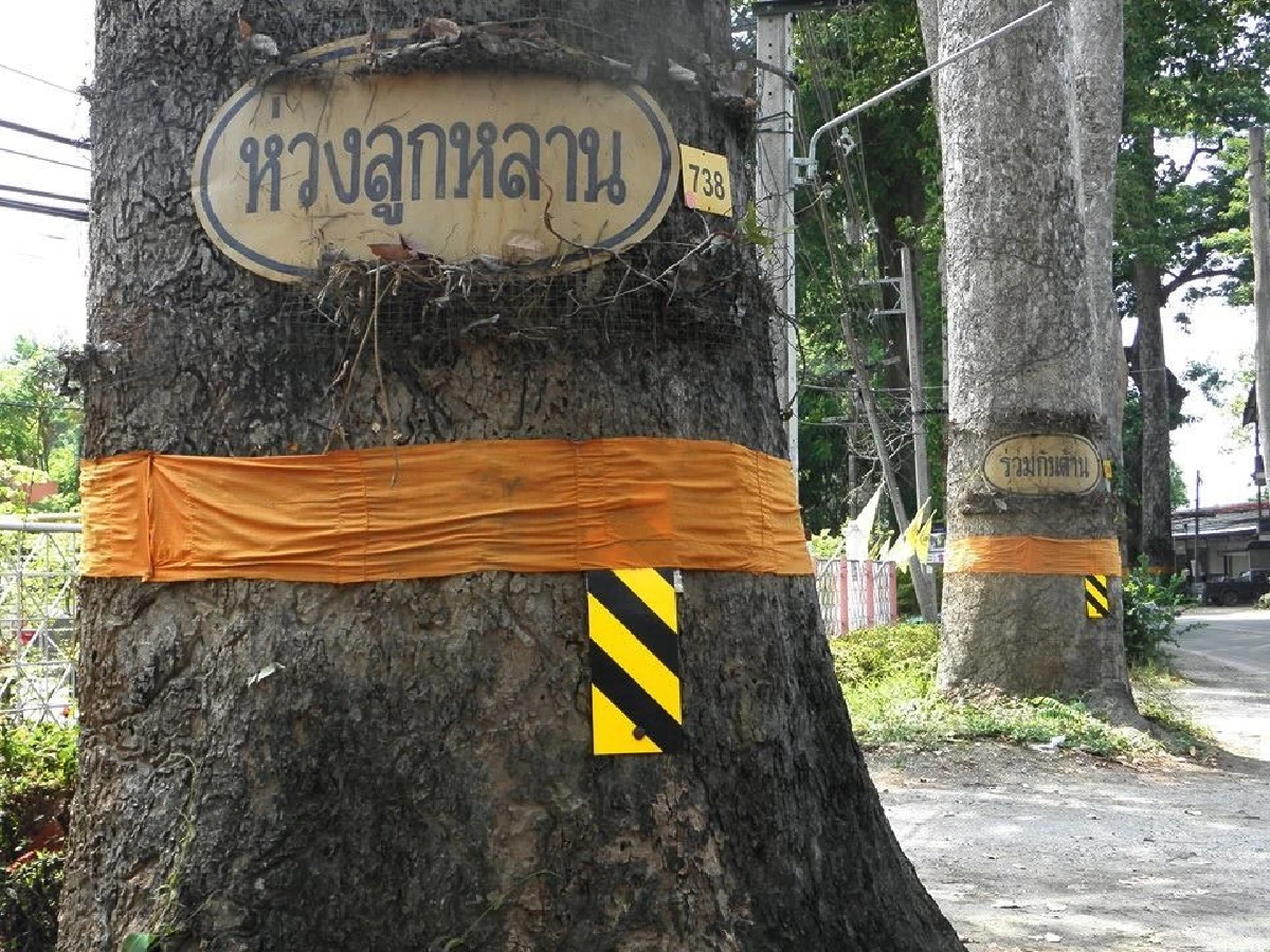 หนึ่งเดียวในไทย ถนนต้นยางนาอายุกว่า 150 ปี นับพันต้น รุกขมรดกของแผ่นดิน