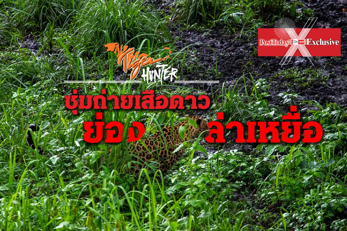 ซุ่มถ่ายเสือดาวย่องล่าเหยื่อ ซุ่มถ่ายเสือดาวย่องล่าเหยื่อ