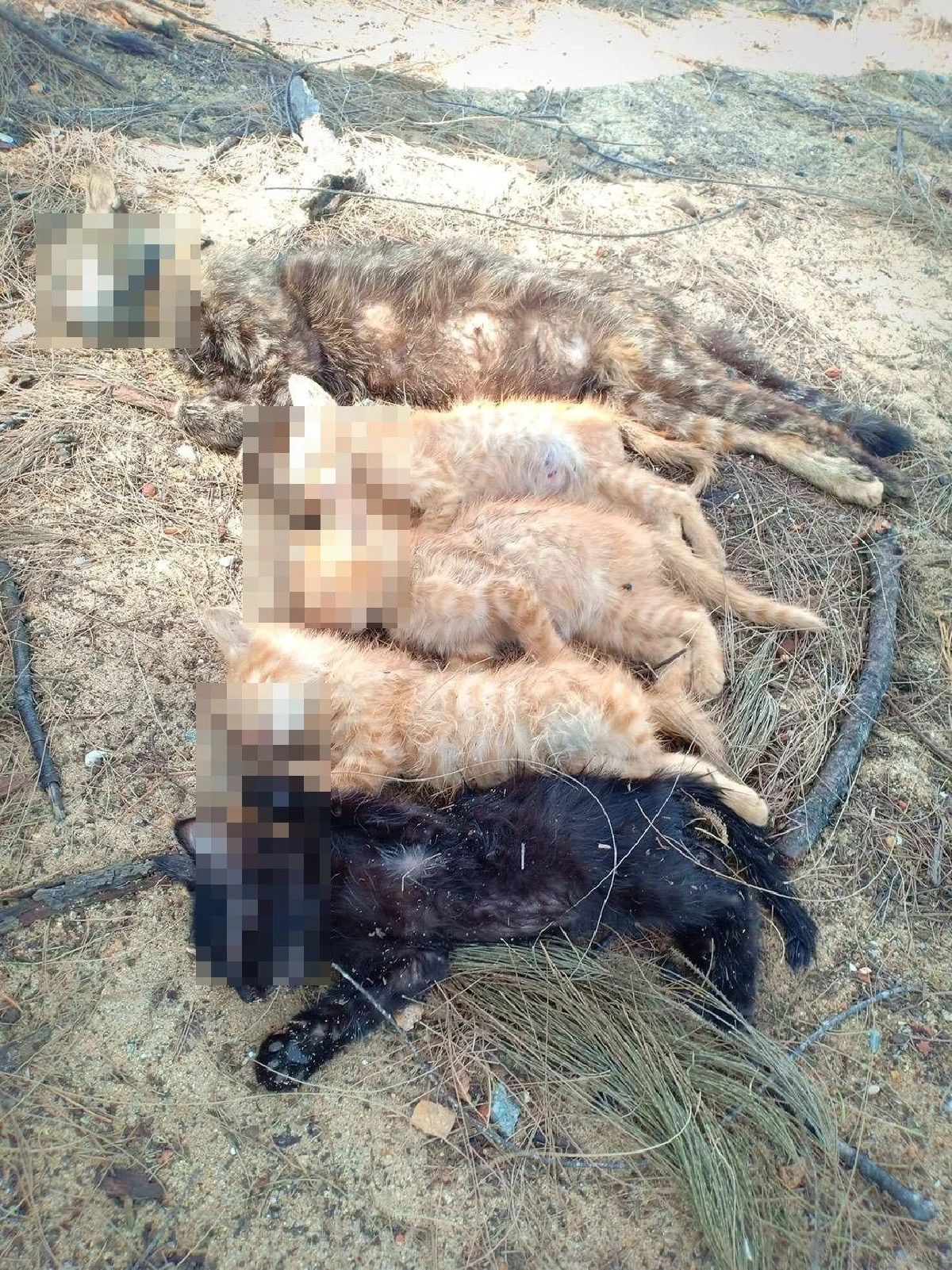 รุมสาบแช่งคนใจร้ายวางยาเบื่อฆ่าแมวตายยกครอก 5 แม่ลูกสุดอนาถ