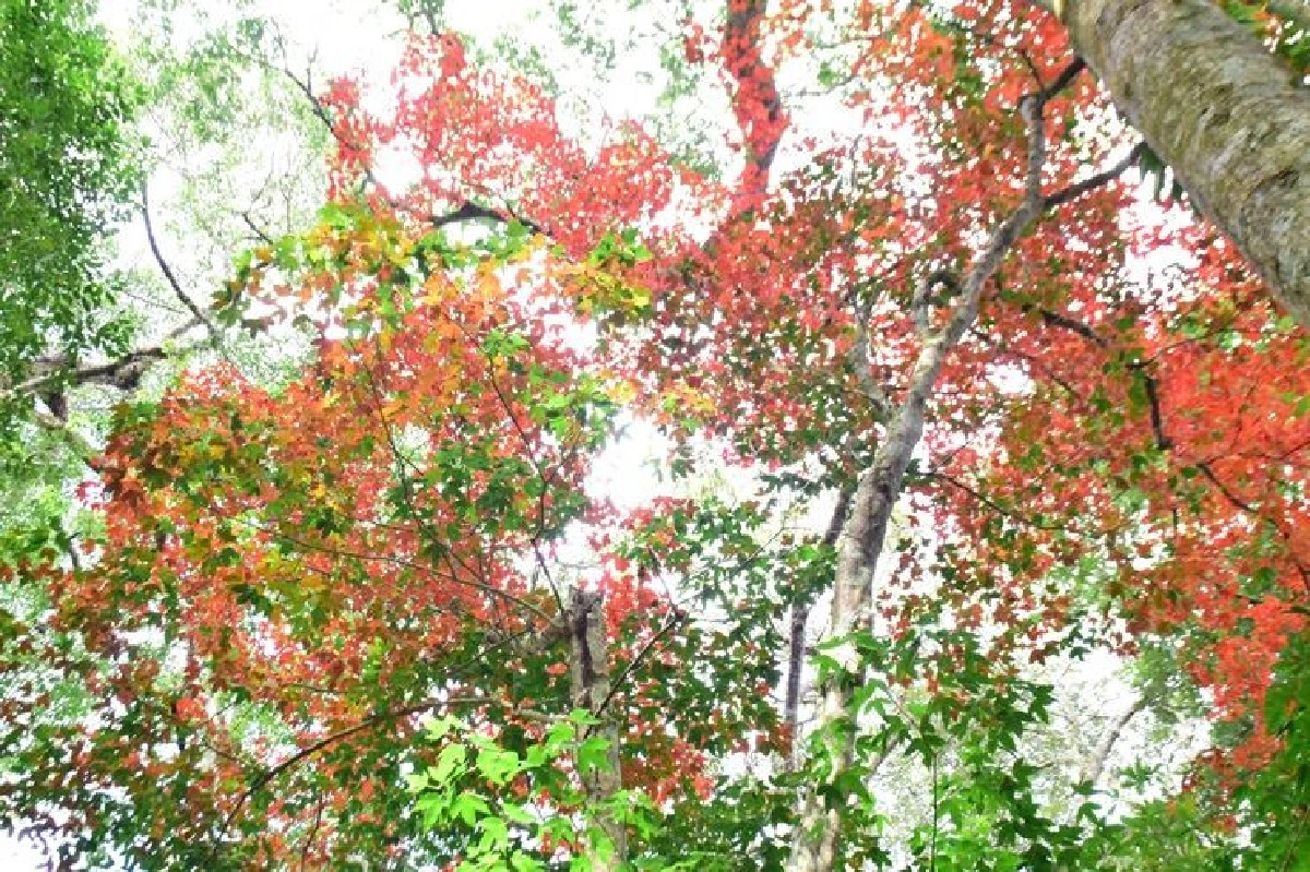 แห่ชมความสวยงามเมเปิลผลัดใบที่ภูหินร่องกล้า