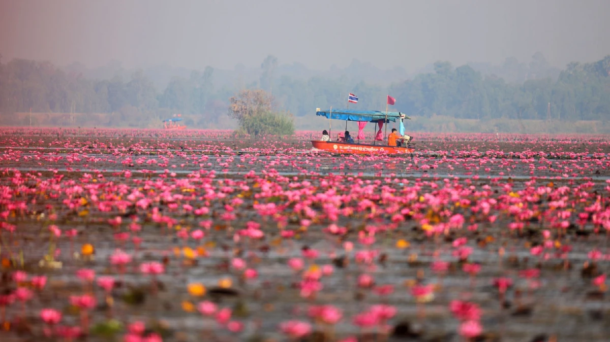 ชวนนั่งเรือชมทะเลบัวแดงบึงหนองหานความมหัศจรรย์ทางธรรมชาติ