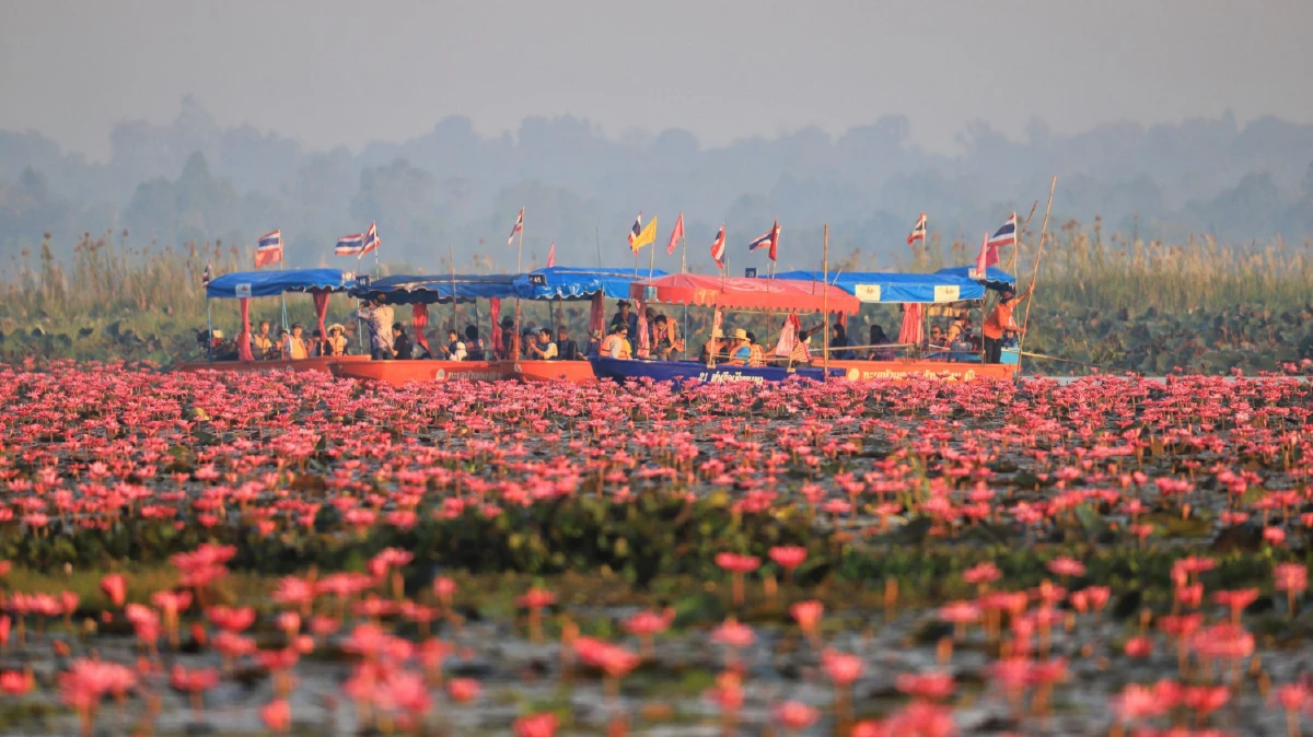 ชวนนั่งเรือชมทะเลบัวแดงบึงหนองหานความมหัศจรรย์ทางธรรมชาติ