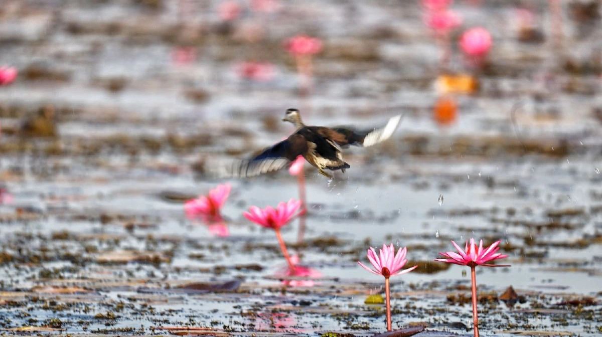 ชวนนั่งเรือชมทะเลบัวแดงบึงหนองหานความมหัศจรรย์ทางธรรมชาติ