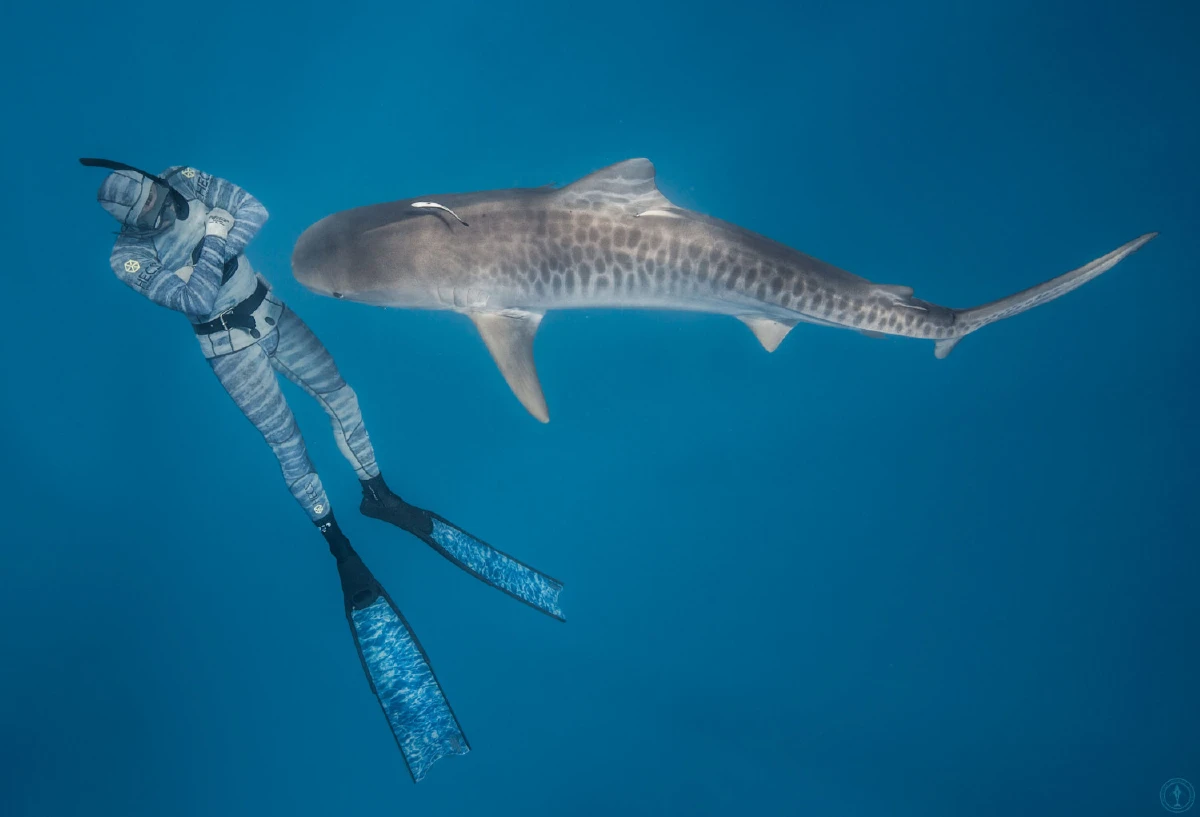 ภาพระทึกนักดำน้ำฝรั่งเศส หยอกล้อกับฉลามในตาฮิติ