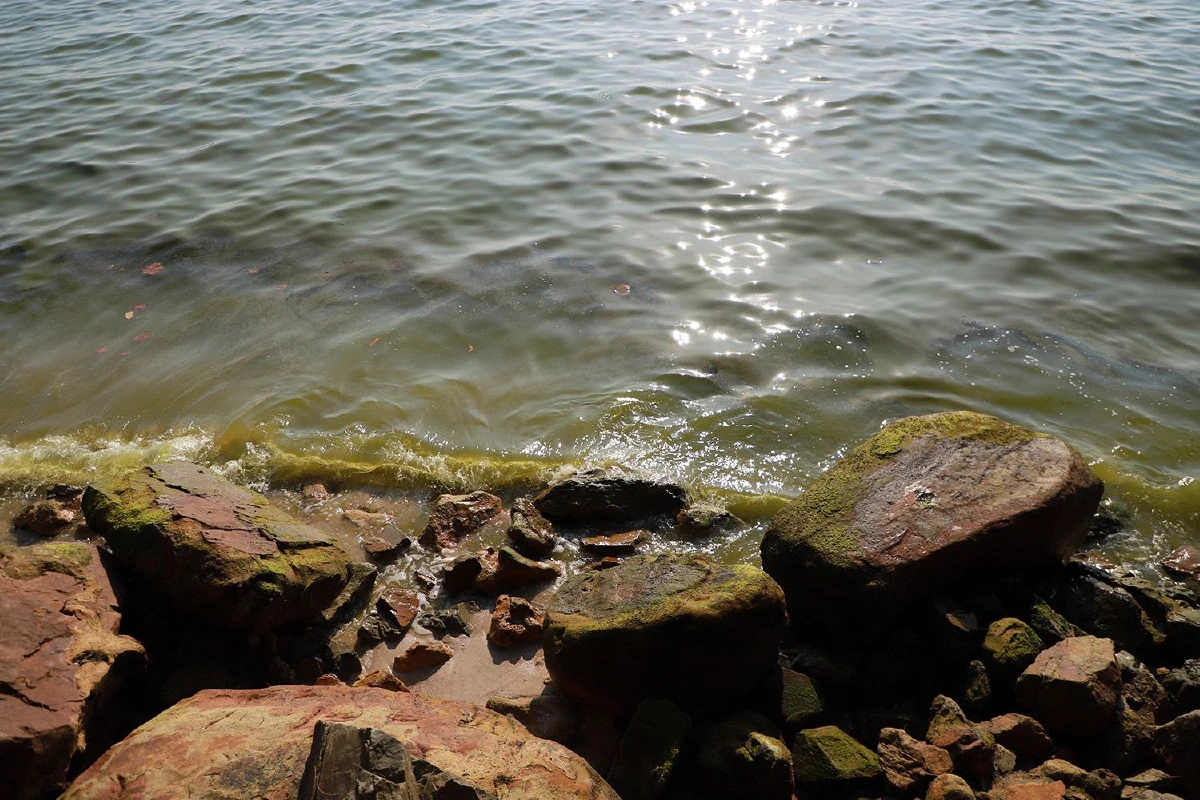 แตกตื่นน้ำทะเลกลายเป็นสีเขียวนักวิชาการเฉลยแค่"แพลงตอนบูม"