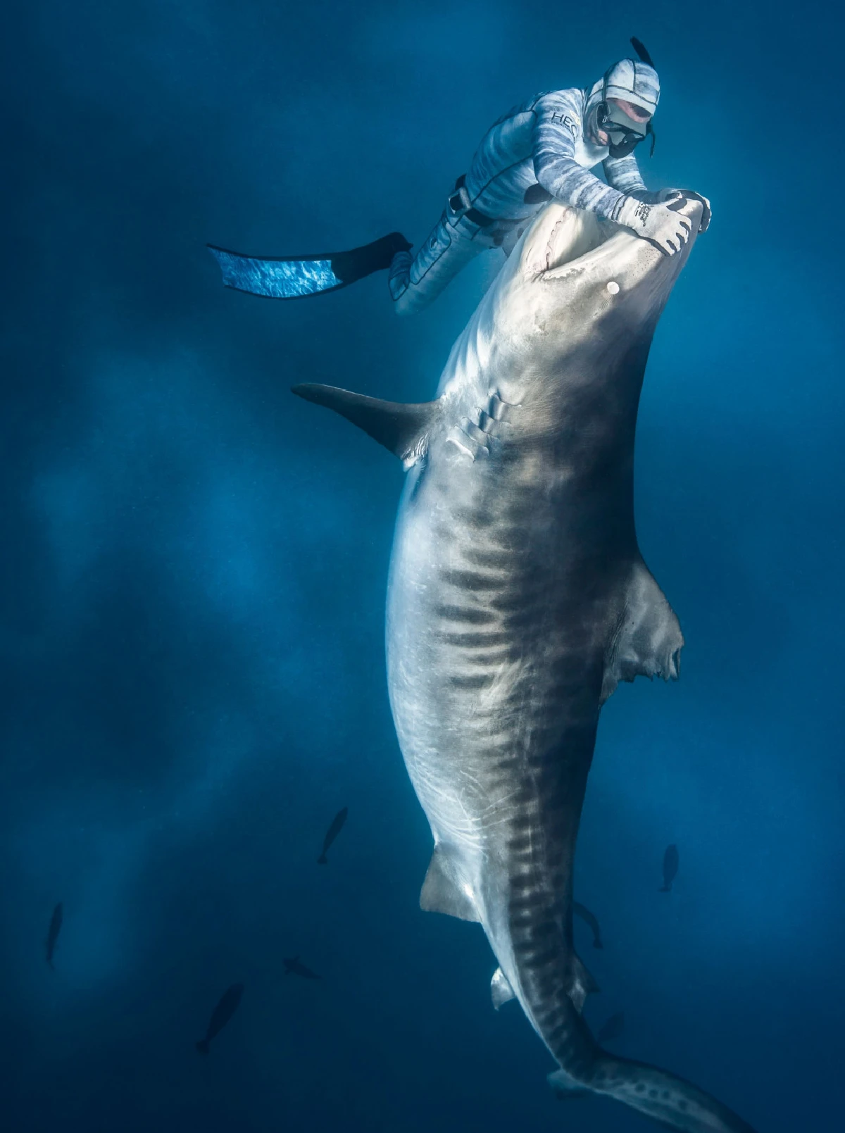 ภาพระทึกนักดำน้ำฝรั่งเศส หยอกล้อกับฉลามในตาฮิติ