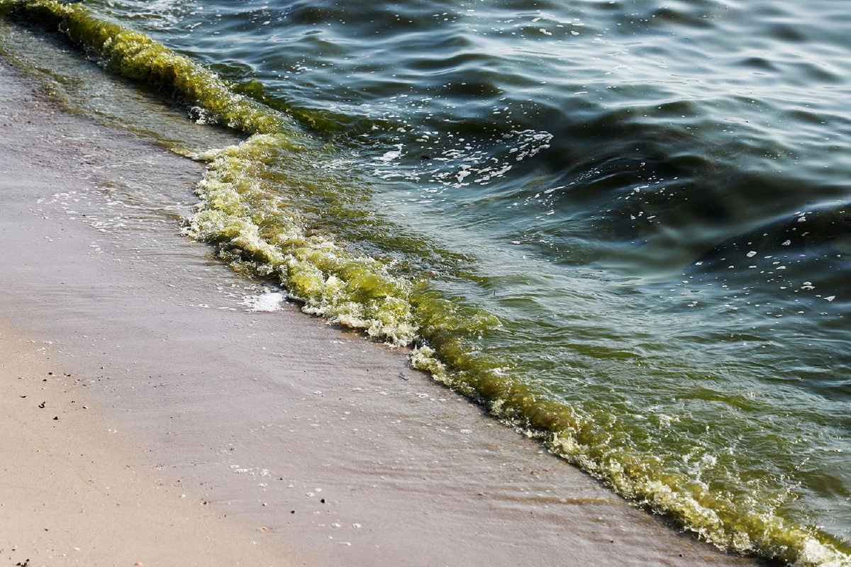 แตกตื่นน้ำทะเลกลายเป็นสีเขียวนักวิชาการเฉลยแค่"แพลงตอนบูม"