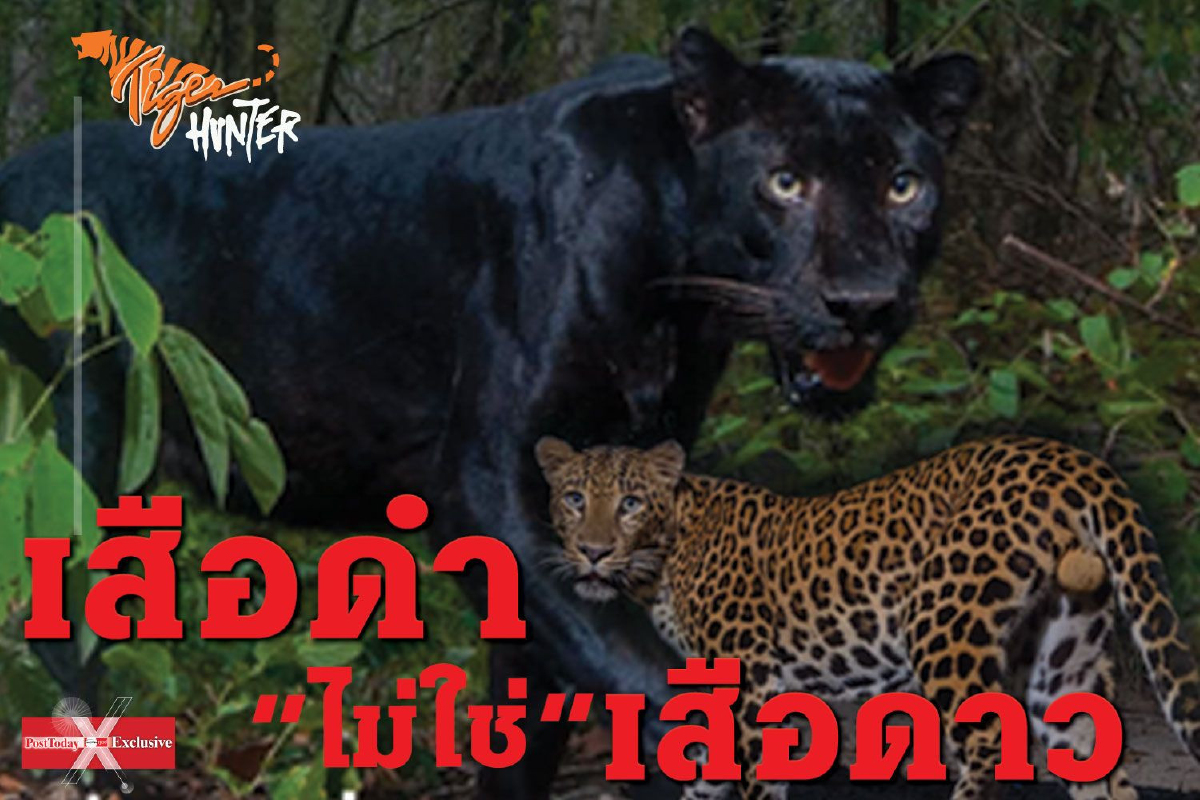 เสือดำไม่ใช่เสือดาว เสือดำไม่ใช่เสือดาว