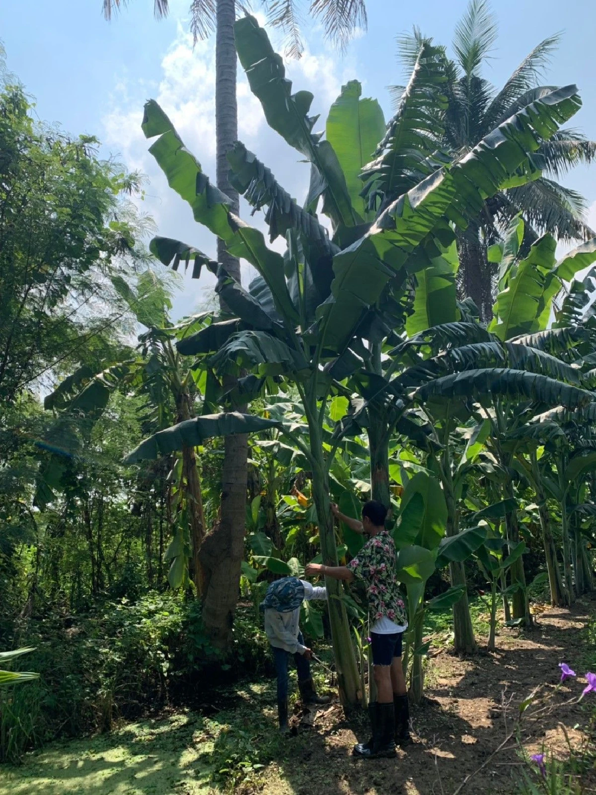 เปลี่ยนกาบกล้วยเหลือทิ้ง เป็นกระเป๋าขึ้นห้าง “ธนกร สดใส” ปราชญ์กล้วย ‘ตานี แบรนด์’