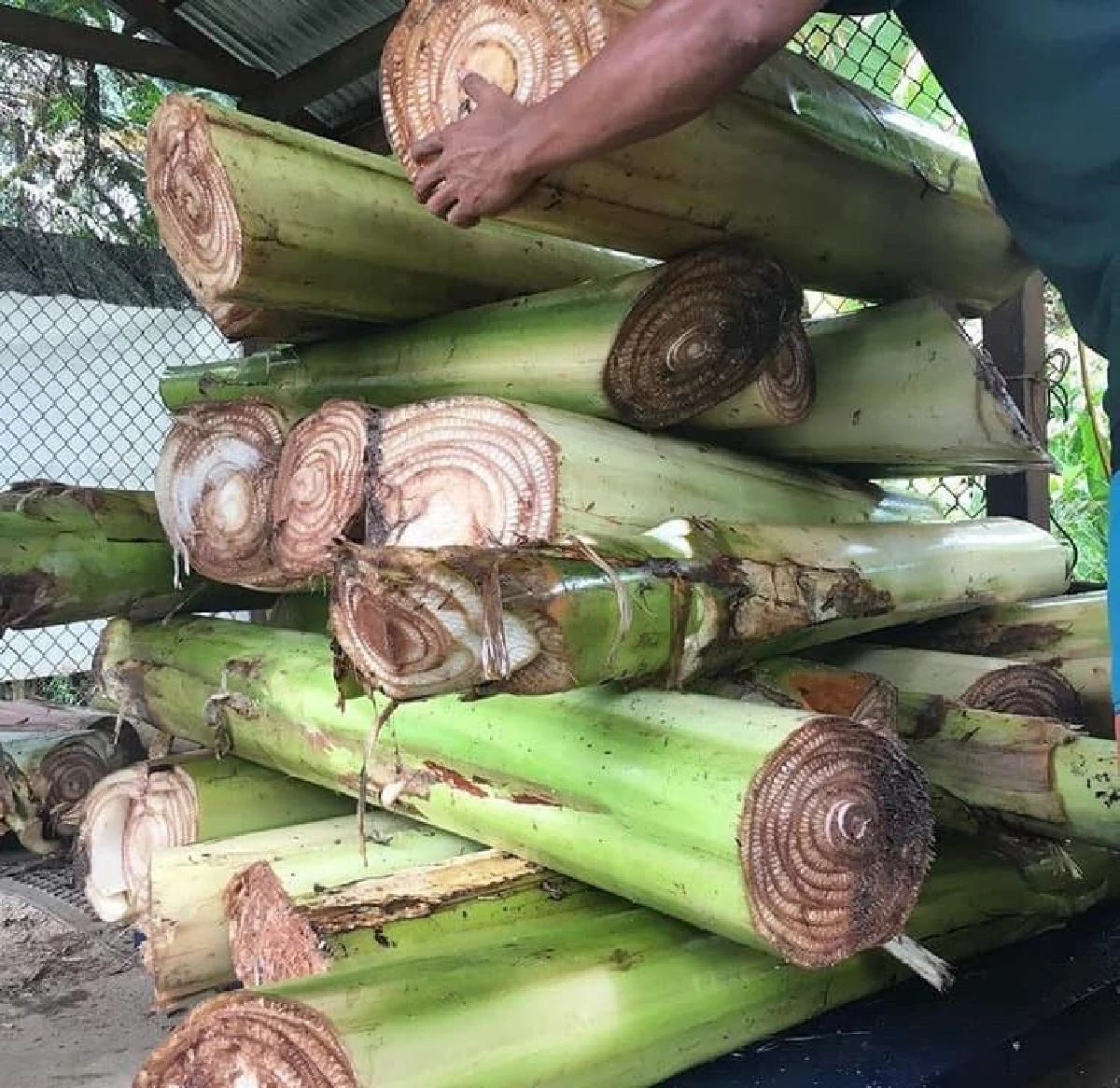 เปลี่ยนกาบกล้วยเหลือทิ้ง เป็นกระเป๋าขึ้นห้าง “ธนกร สดใส” ปราชญ์กล้วย ‘ตานี แบรนด์’