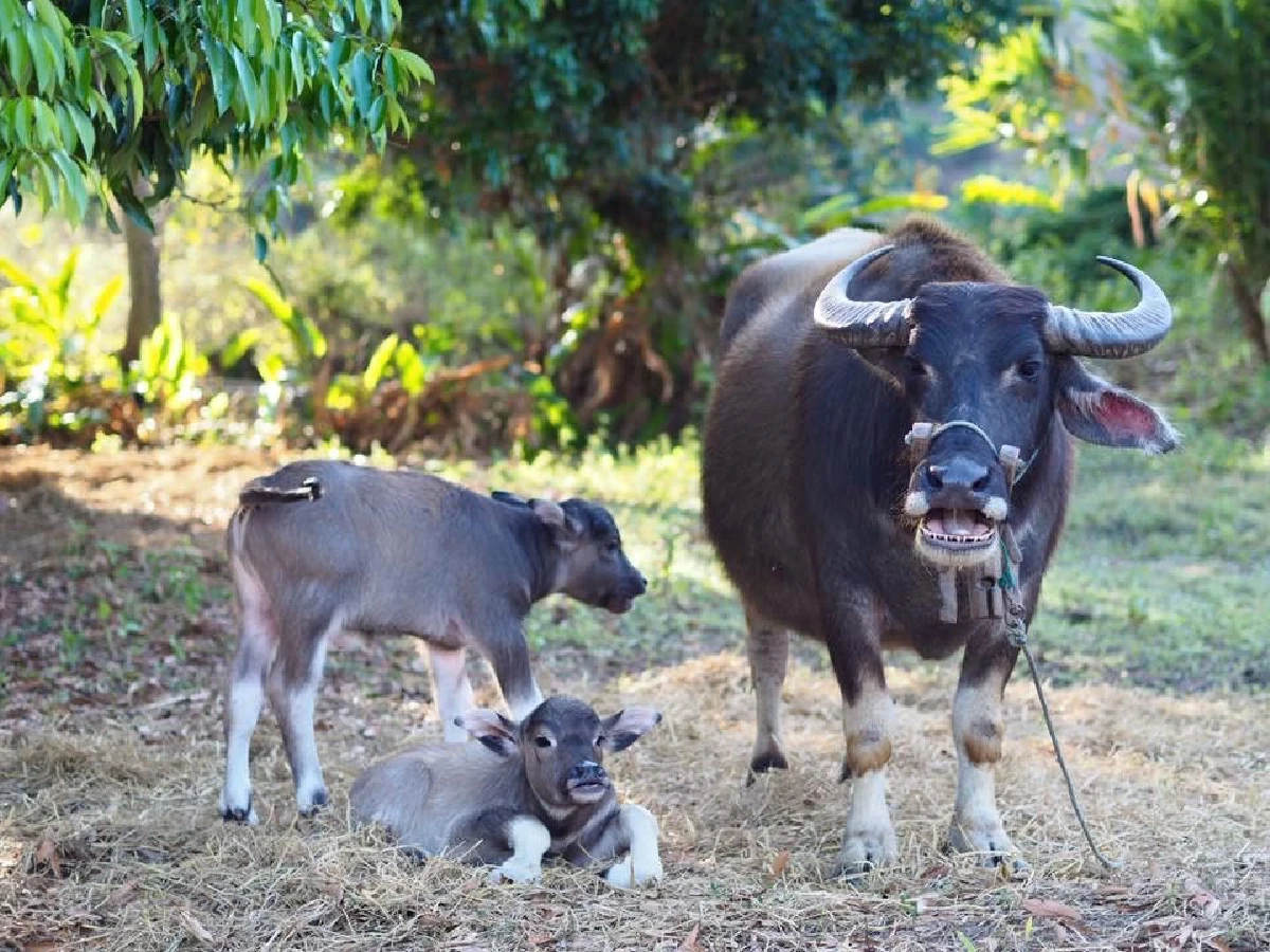 ‘ไถ่ชีวิตควาย’ จนกลายเป็นที่ท่องเที่ยว "ลุงนคร-ป้าวันเพ็ญ"