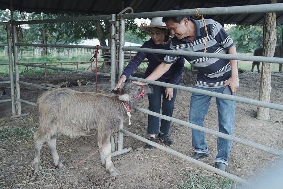 ‘ไถ่ชีวิตควาย’ จนกลายเป็นที่ท่องเที่ยว "ลุงนคร-ป้าวันเพ็ญ"