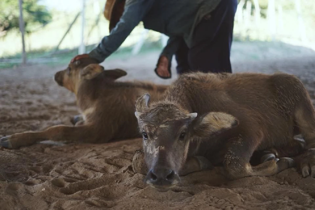 ‘ไถ่ชีวิตควาย’ จนกลายเป็นที่ท่องเที่ยว "ลุงนคร-ป้าวันเพ็ญ"