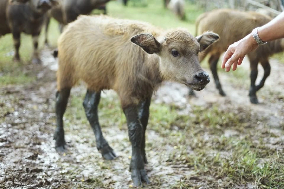 ‘ไถ่ชีวิตควาย’ จนกลายเป็นที่ท่องเที่ยว "ลุงนคร-ป้าวันเพ็ญ"