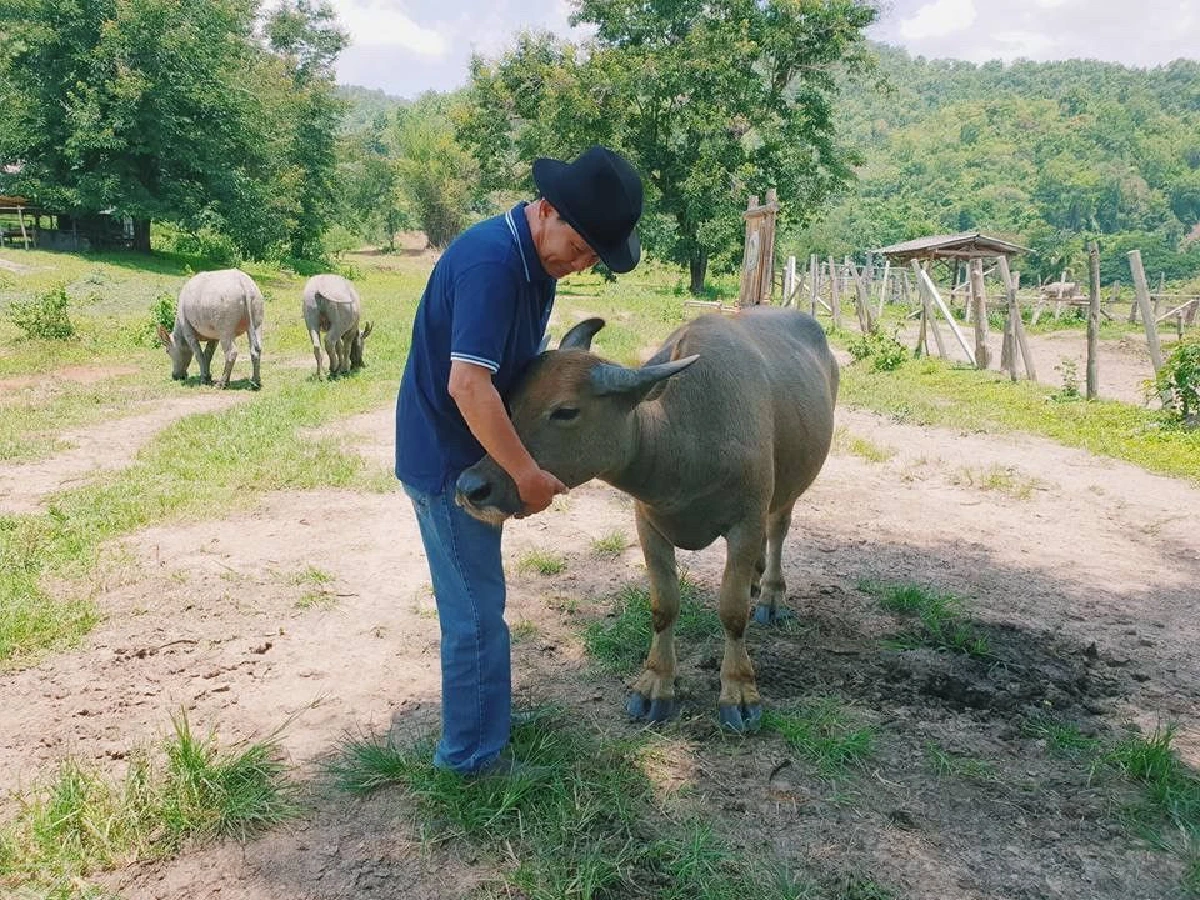 ‘ไถ่ชีวิตควาย’ จนกลายเป็นที่ท่องเที่ยว "ลุงนคร-ป้าวันเพ็ญ"