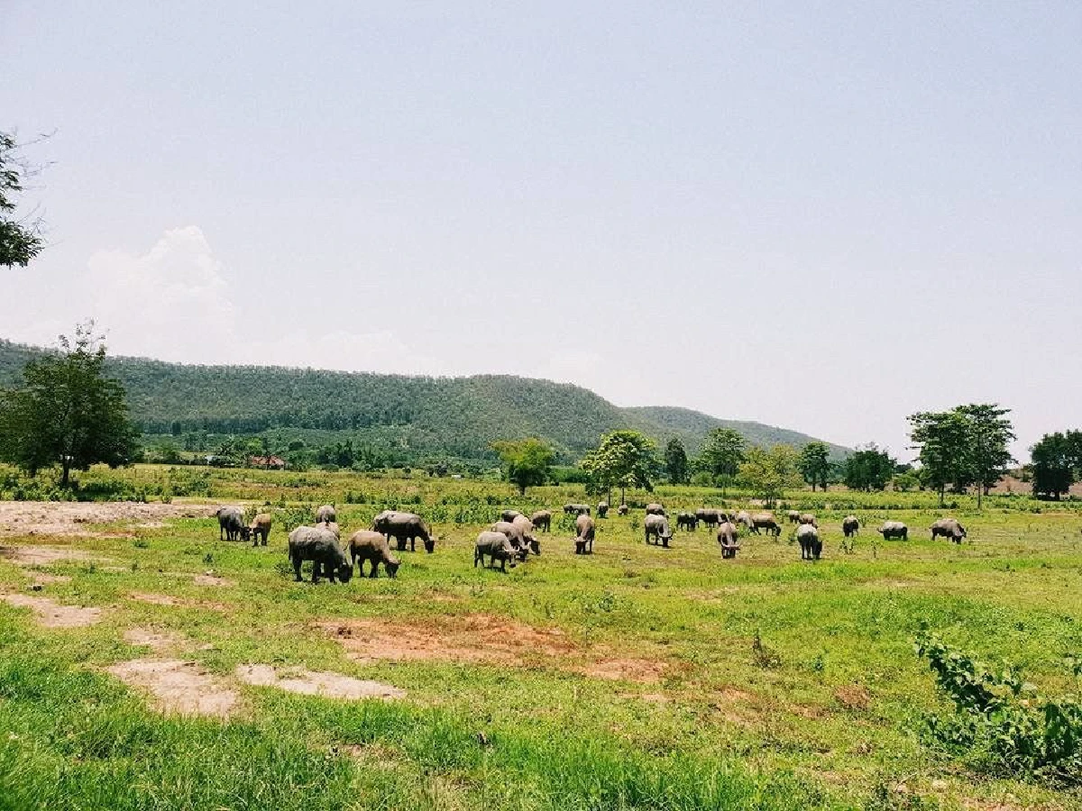 ‘ไถ่ชีวิตควาย’ จนกลายเป็นที่ท่องเที่ยว "ลุงนคร-ป้าวันเพ็ญ"