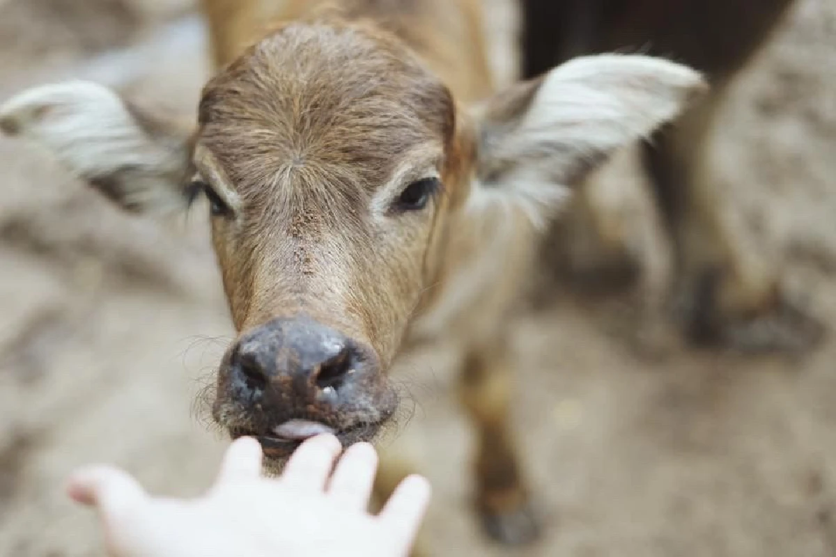 ‘ไถ่ชีวิตควาย’ จนกลายเป็นที่ท่องเที่ยว "ลุงนคร-ป้าวันเพ็ญ"