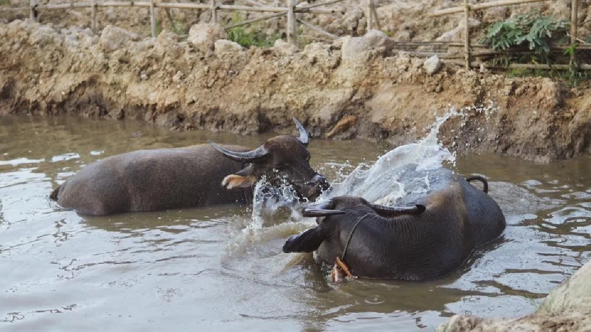 ‘ไถ่ชีวิตควาย’ จนกลายเป็นที่ท่องเที่ยว "ลุงนคร-ป้าวันเพ็ญ"