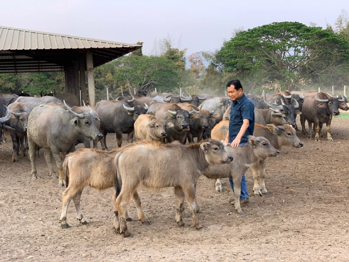 ‘ไถ่ชีวิตควาย’ จนกลายเป็นที่ท่องเที่ยว "ลุงนคร-ป้าวันเพ็ญ"