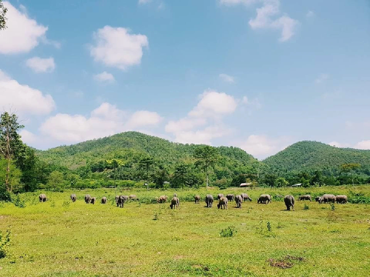‘ไถ่ชีวิตควาย’ จนกลายเป็นที่ท่องเที่ยว "ลุงนคร-ป้าวันเพ็ญ"