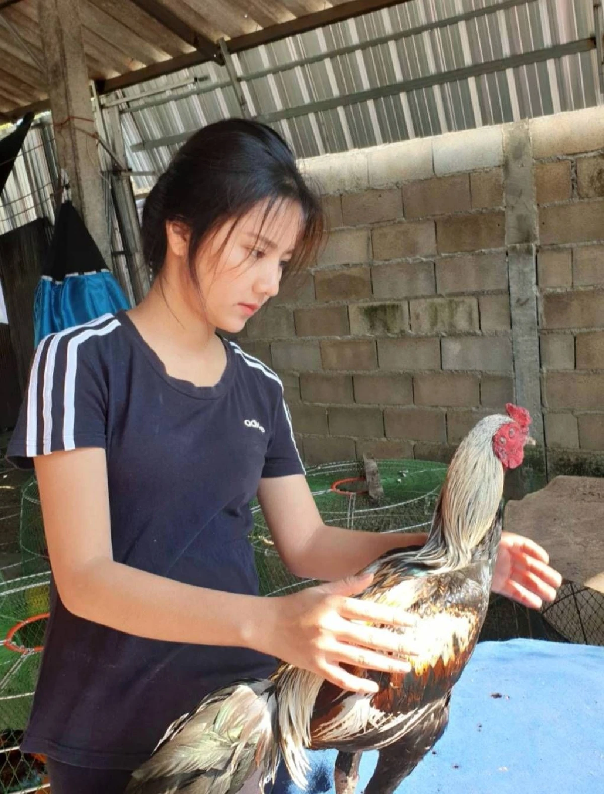 สาวพะเยาหันหลังให้งานประจำหันมาเลี้ยงไก่ชนสร้างรายได้งาม