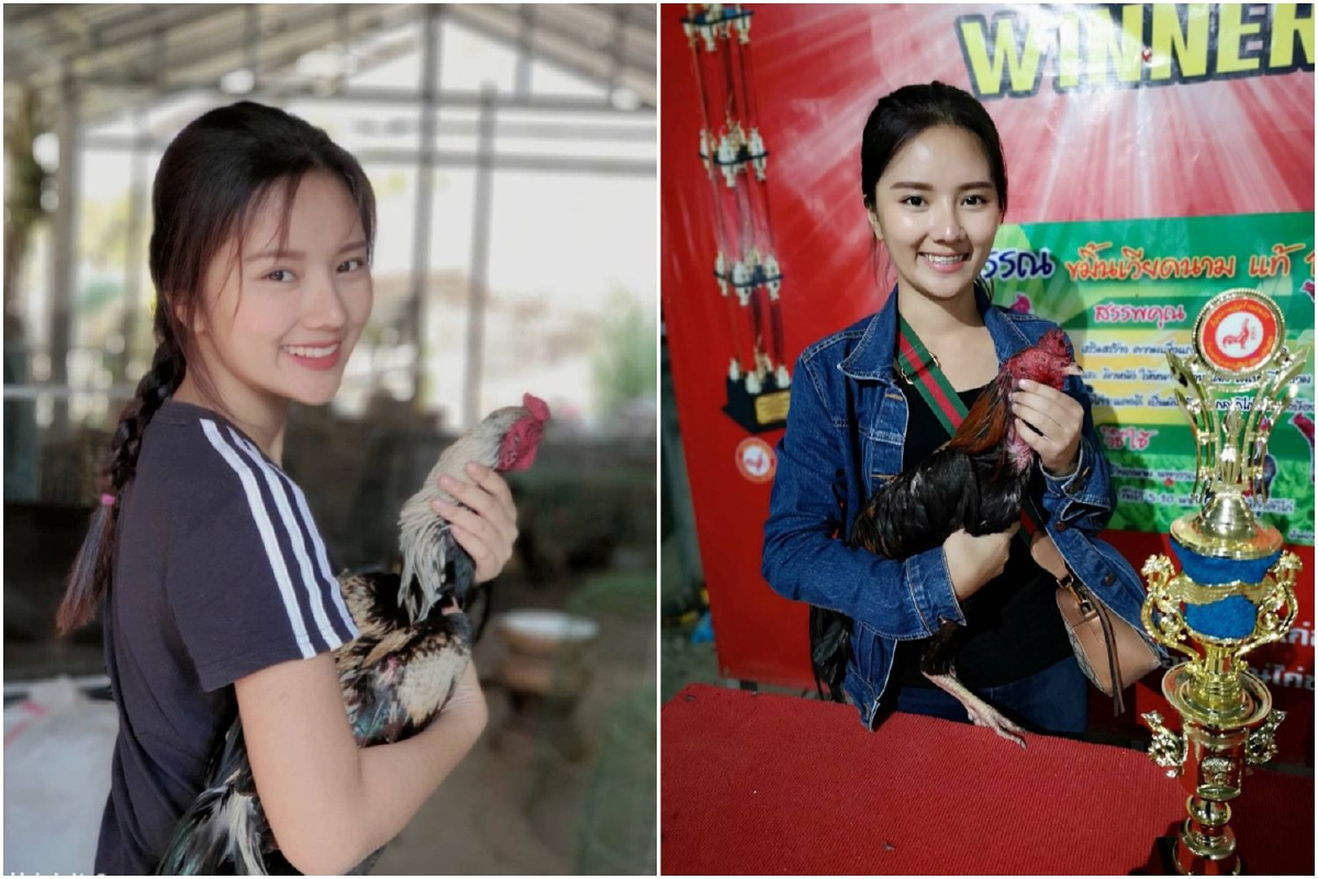 สาวพะเยาหันหลังให้งานประจำหันมาเลี้ยงไก่ชนสร้างรายได้งาม สาวพะเยาหันหลังให้งานประจำหันมาเลี้ยงไก่ชนสร้างรายได้งาม