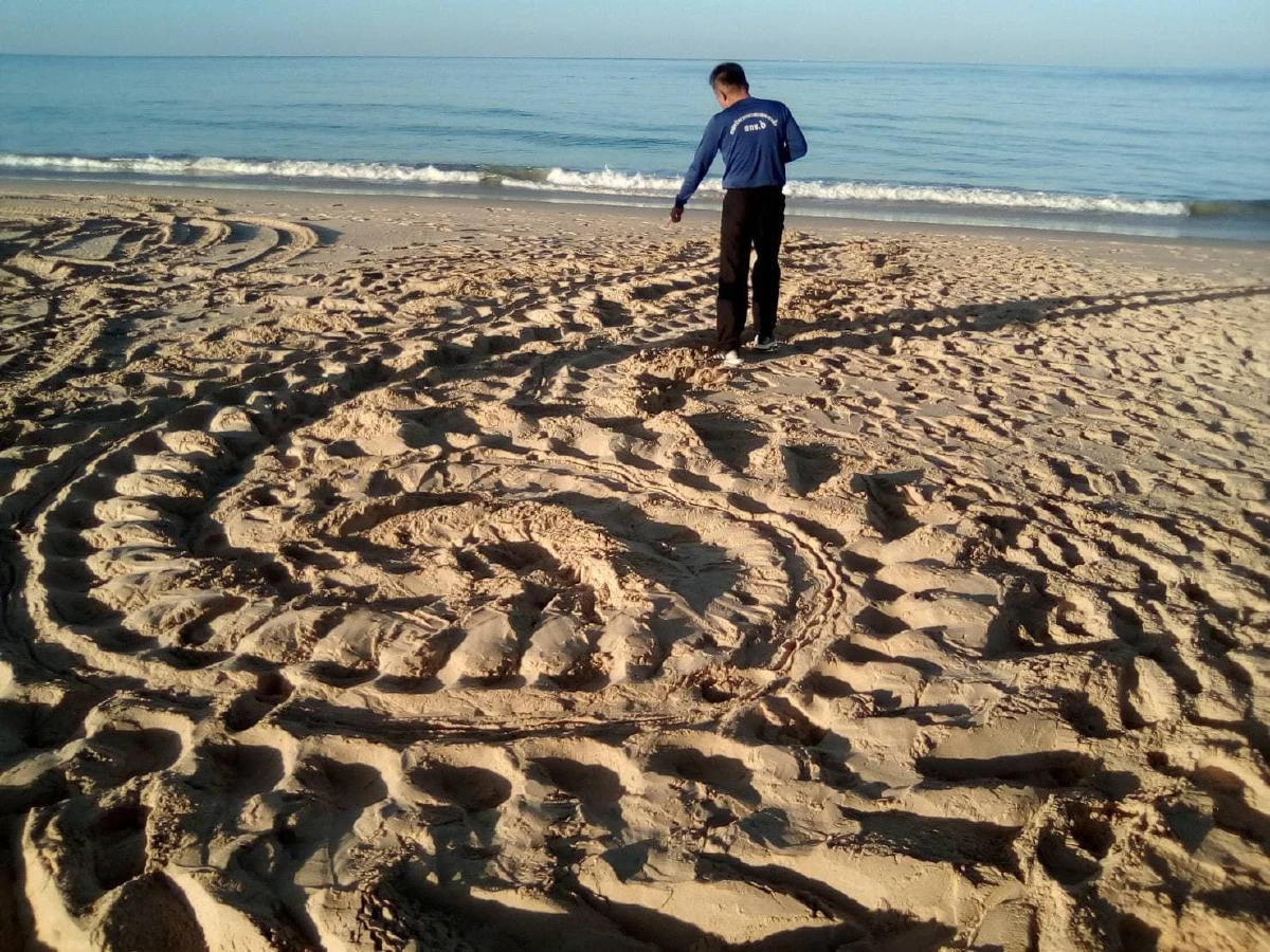 พอทราบตัว "คนขโมยไข่เต่ามะเฟืองแล้ว" เตือนรีบนำมาคืน