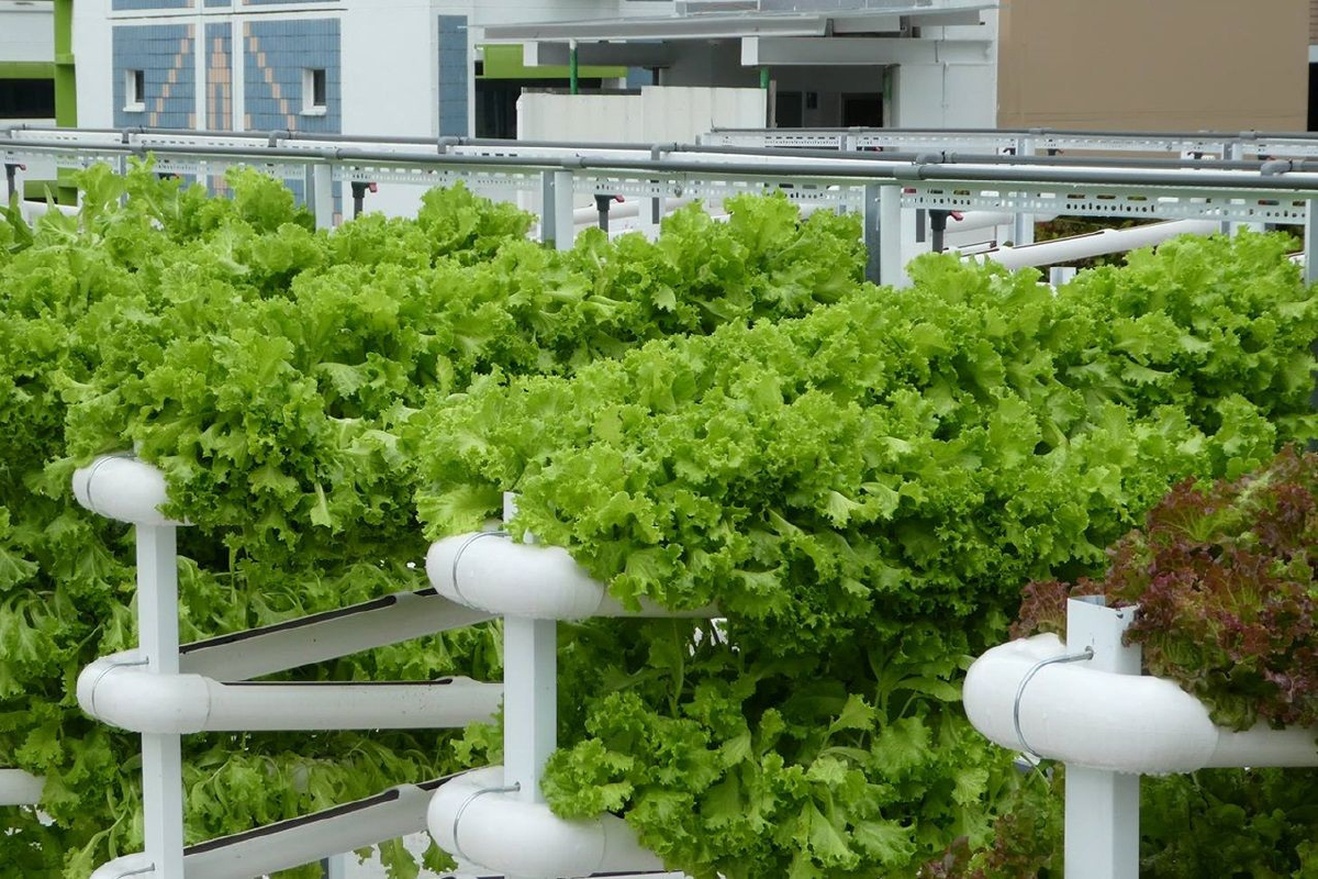 Citiponics Farm ฟาร์มผักยุคใหม่ใช้พื้นที่น้อย Citiponics Farm ฟาร์มผักยุคใหม่ใช้พื้นที่น้อย