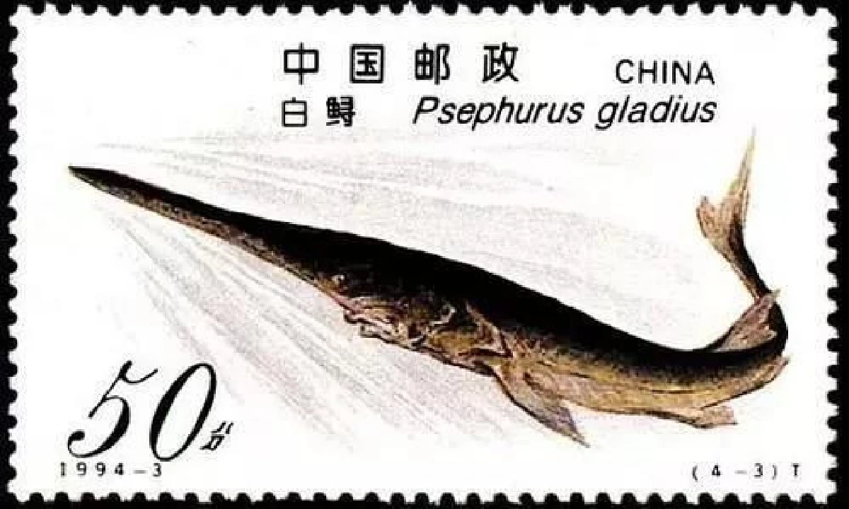 นักวิทย์ขึ้นสถานะ "ราชาปลาน้ำจืด" แห่งแม่น้ำแยงซีสูญพันธุ์แล้ว